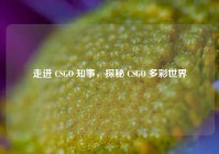 走进 CSGO 知事，探秘 CSGO 多彩世界
